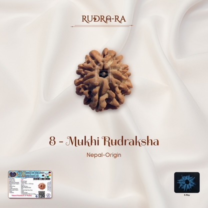 8 Mukhi Rudraksha ( Nepali )