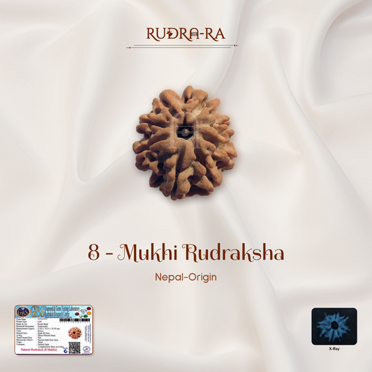 8 Mukhi Rudraksha