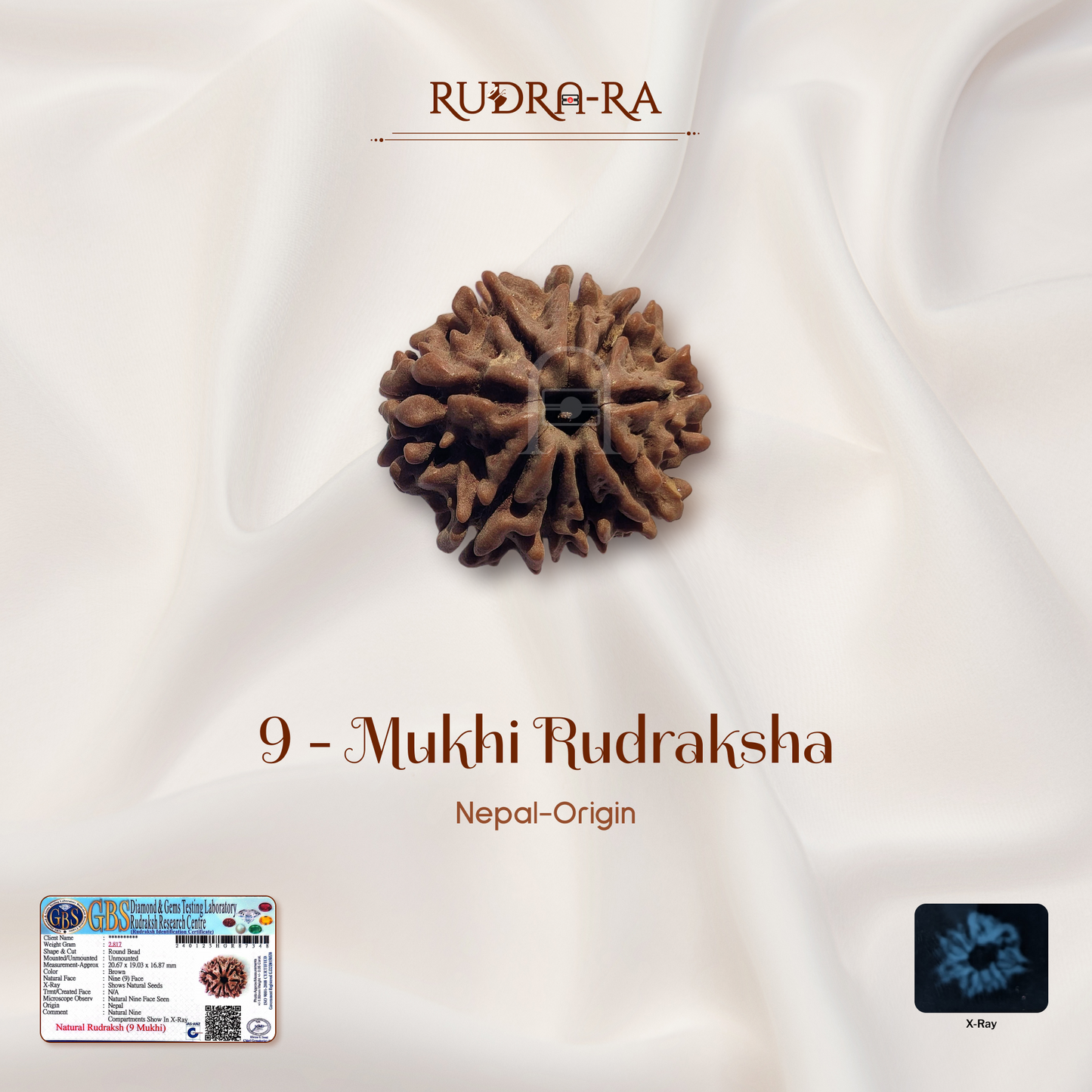 9 Mukhi Rudraksha