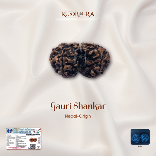 Gauri Shankar Rudraksha ( Nepali )