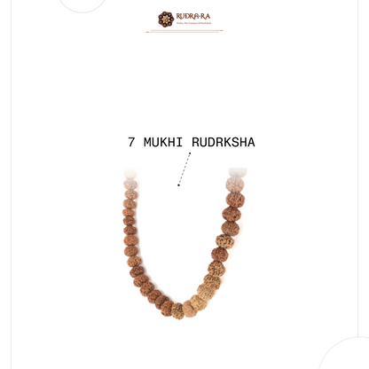 7_mukhi_rudraksh_mala_04