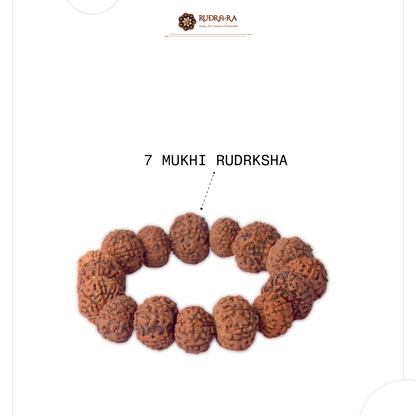 7_mukhi_brace_002
