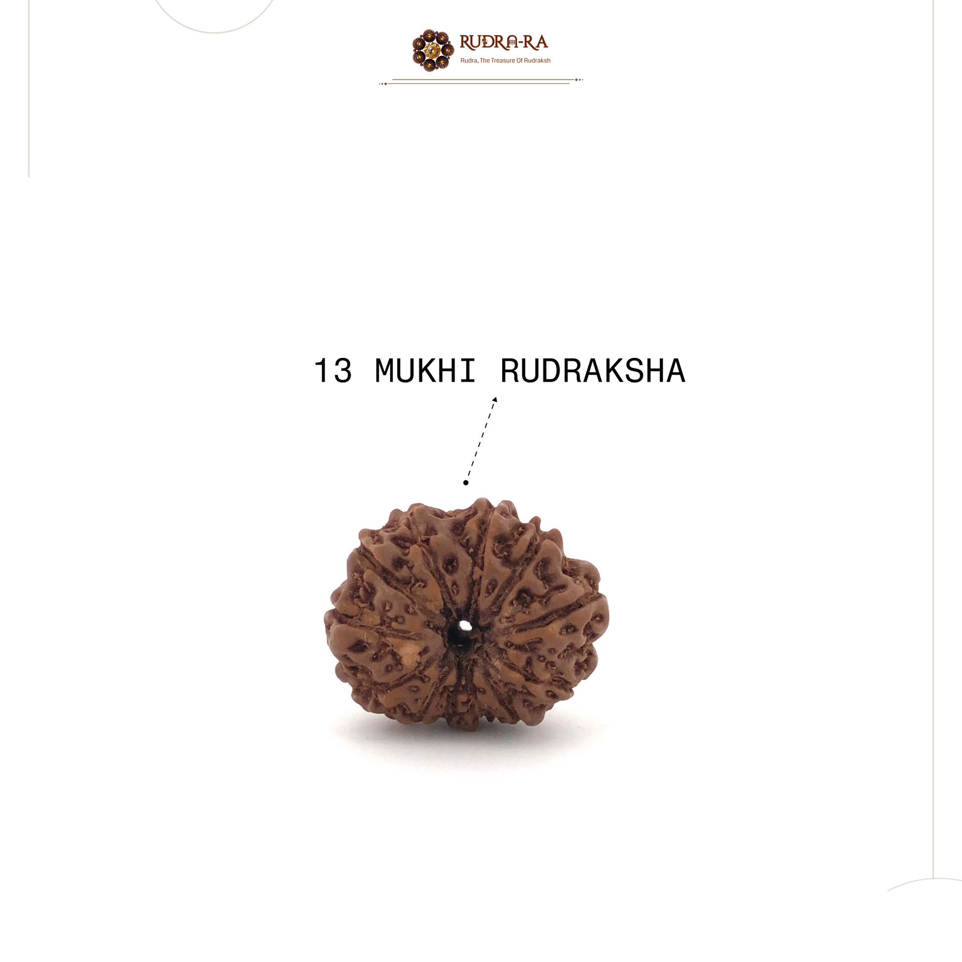 13_mukhi_rudraksh_04