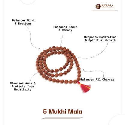 5 Mukhi Rudraksha Mala (14mm) – Indonesian Original