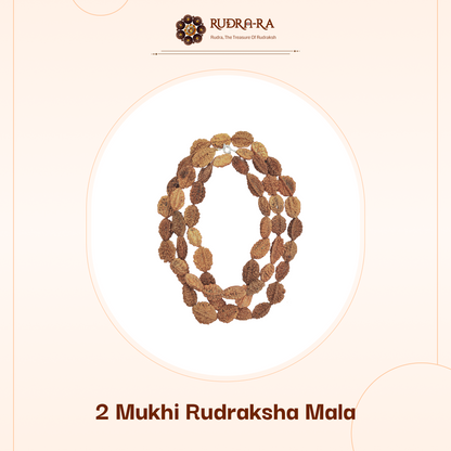 2_mukhi_rudraksh_mala_01