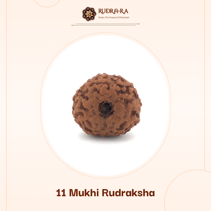 11_mukhi_rudraksh_02