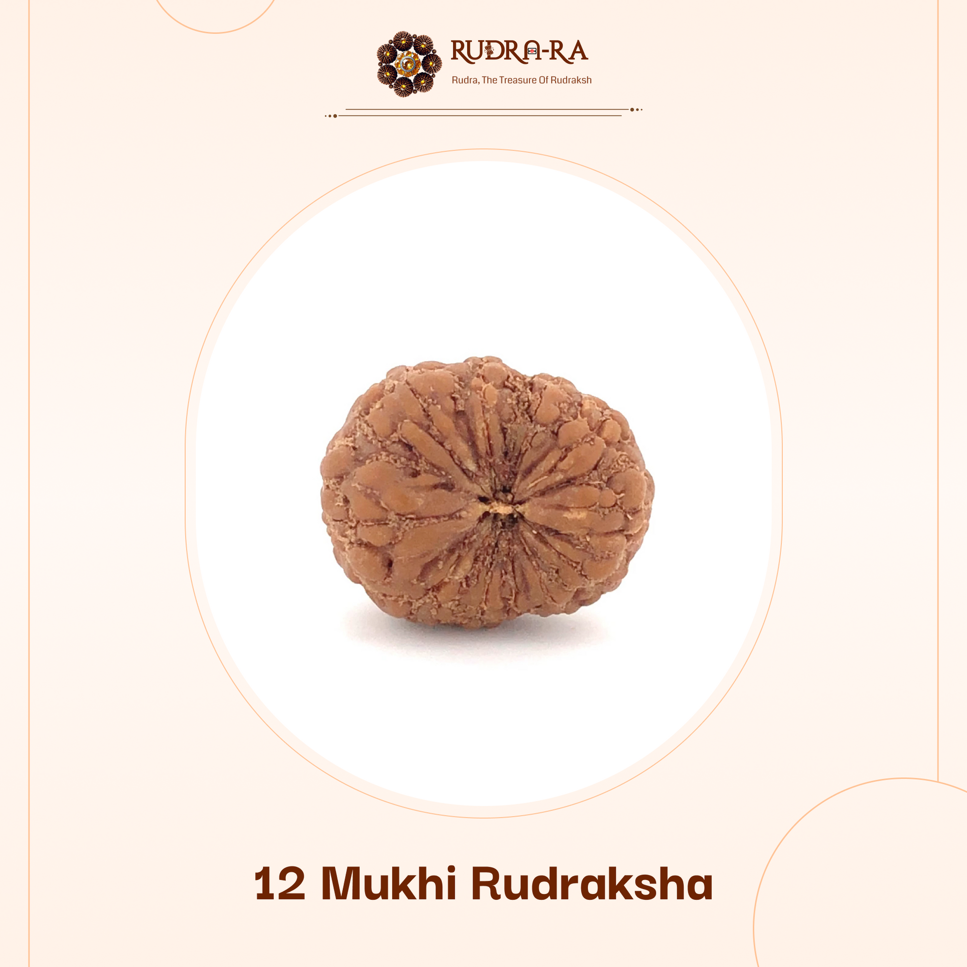 12_mukhi_rudraksh_02