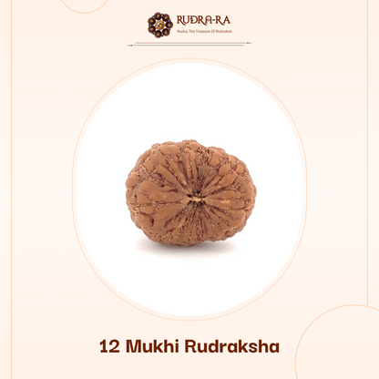 12_mukhi_rudraksh_02