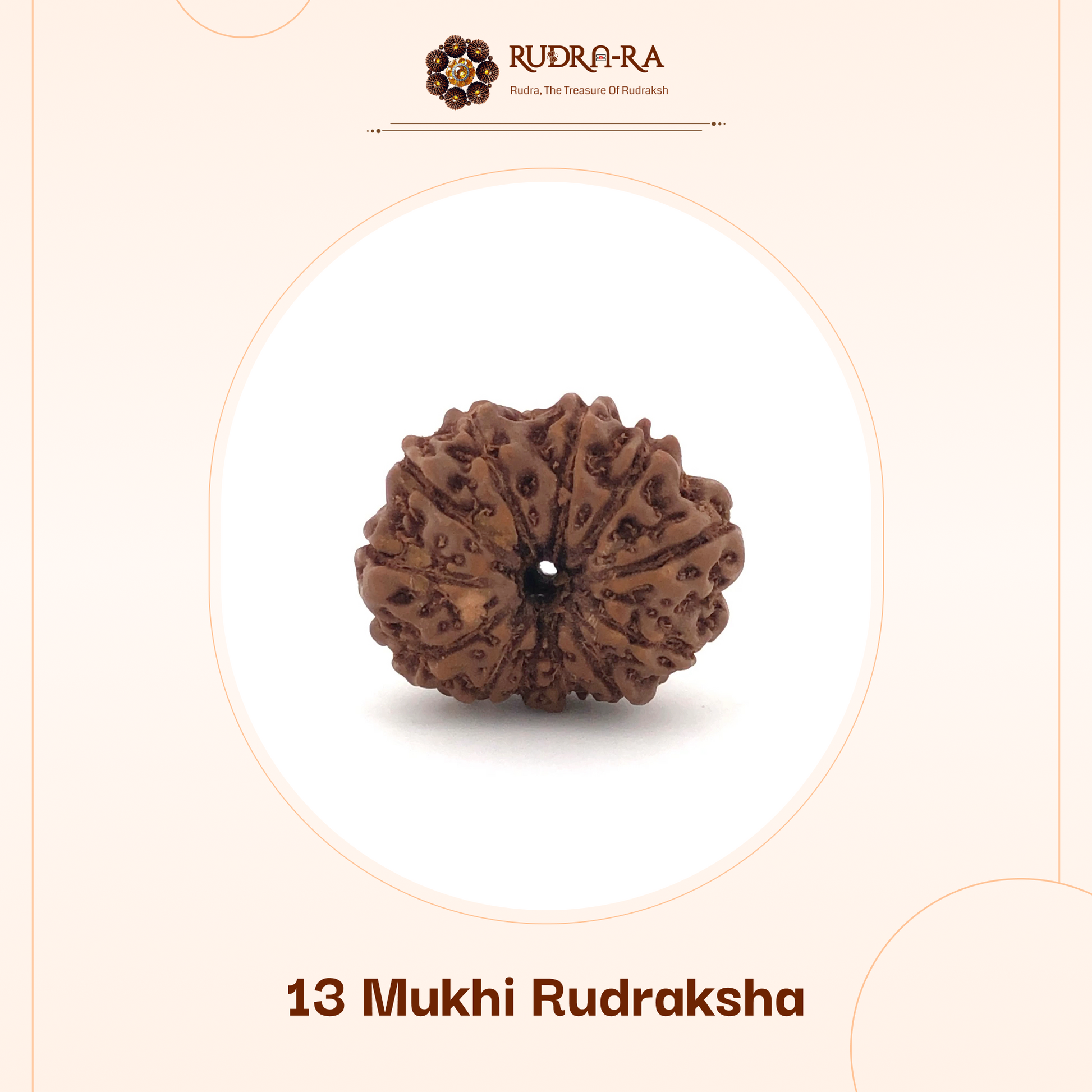 13_mukhi_rudraksh_02