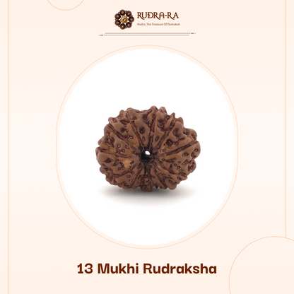 13_mukhi_rudraksh_02