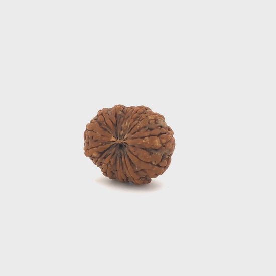 15_mukhi_rud_01