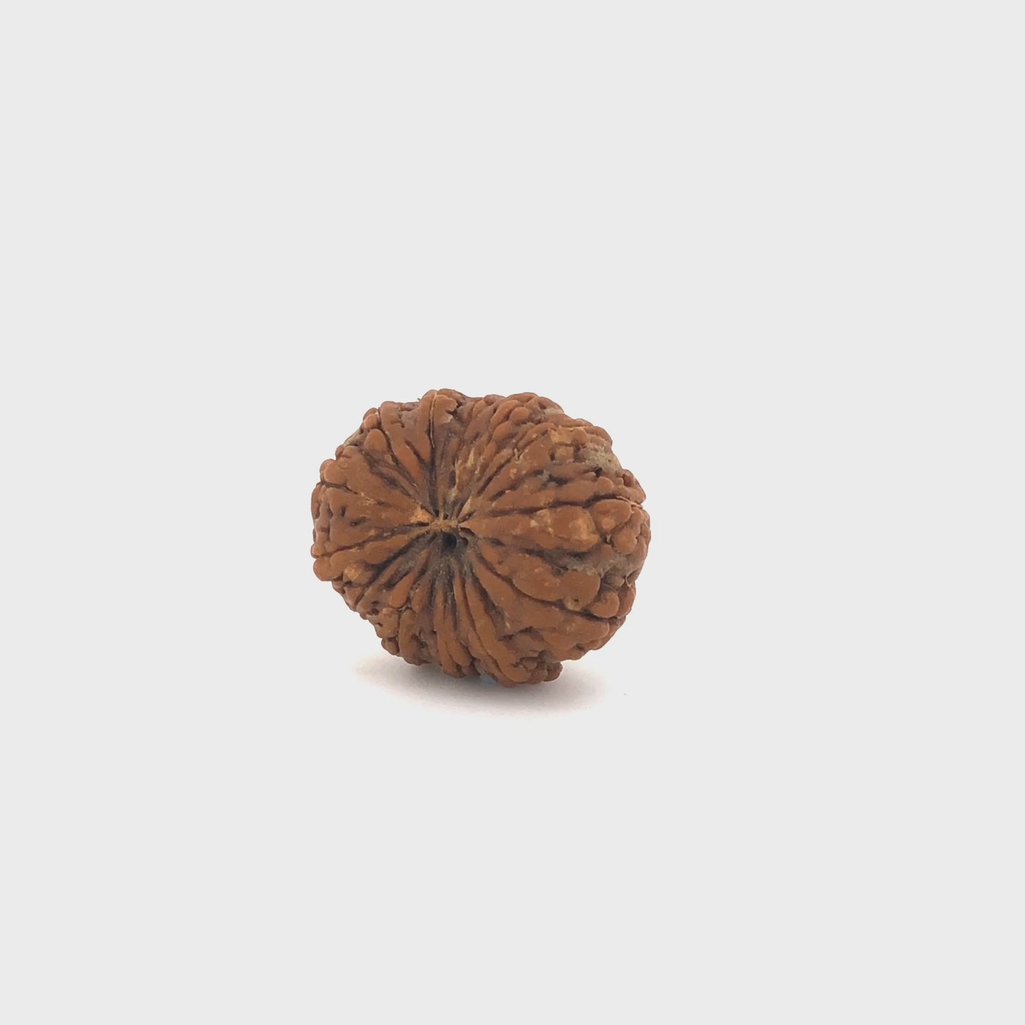 15_mukhi_rud_01