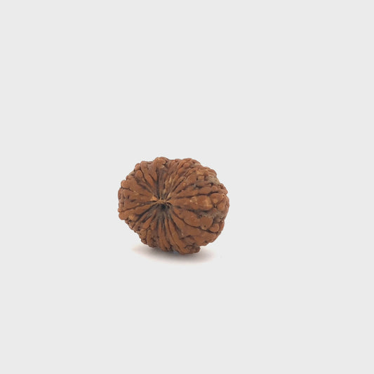 16_mukhi_rudra_01