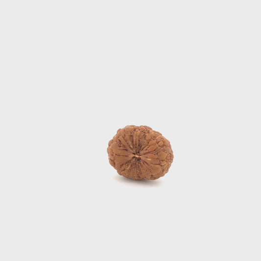 12_mukhi_rudraksh_01