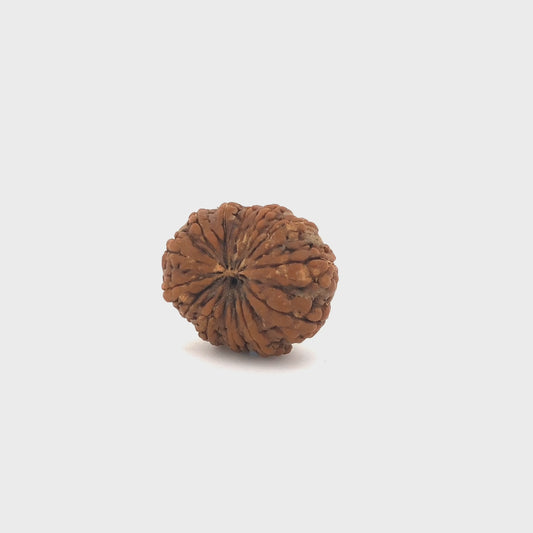 14_mukhi_rudraksh_01