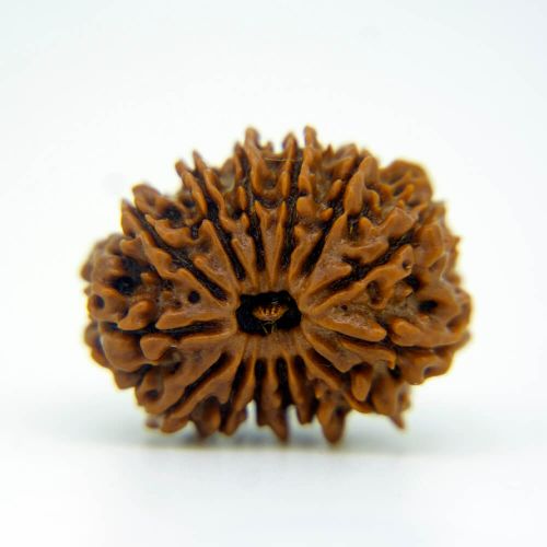 14 Mukhi Rudraksha