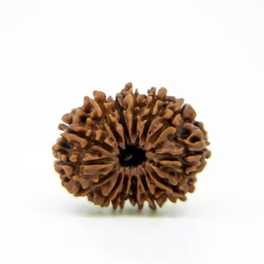 14 Mukhi Rudraksha