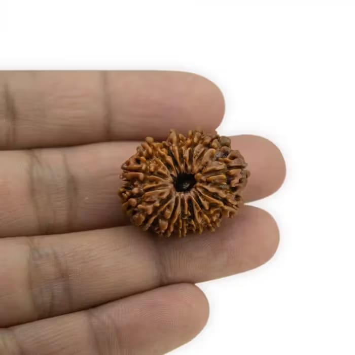 14 Mukhi Rudraksha