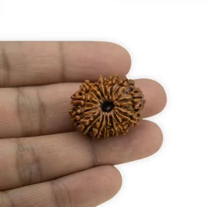 14 Mukhi Rudraksha