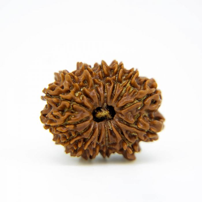 14 Mukhi Rudraksha