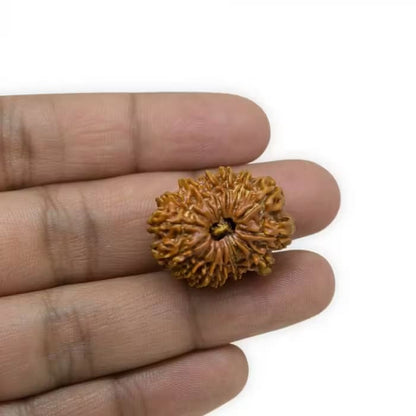 14 Mukhi Rudraksha