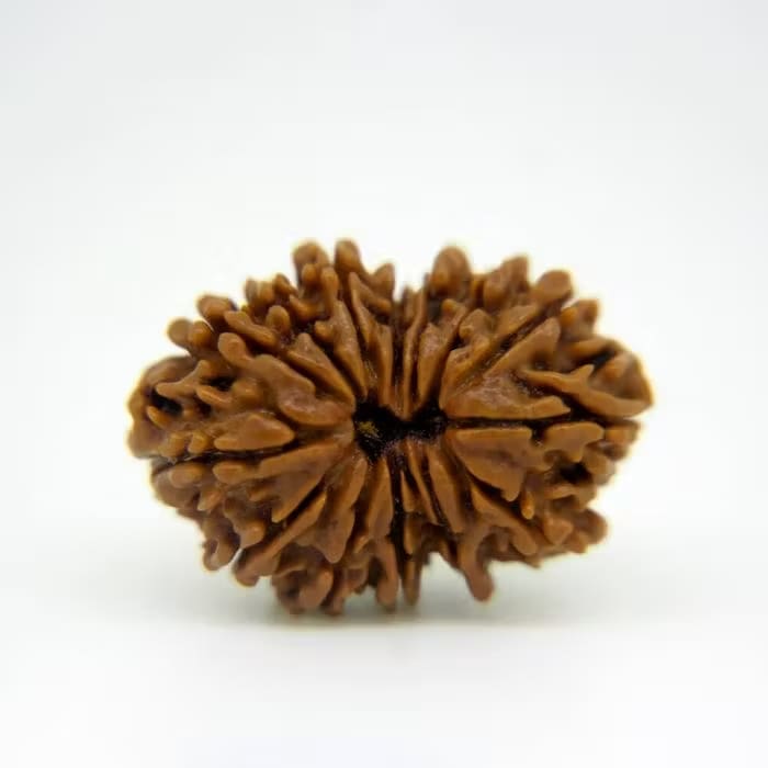 14 Mukhi Rudraksha