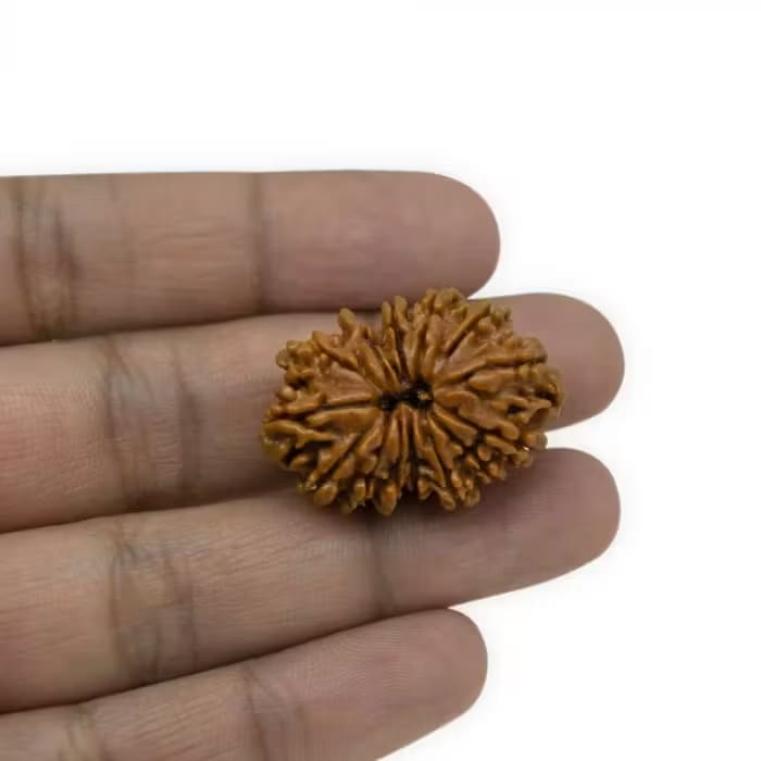 14 Mukhi Rudraksha