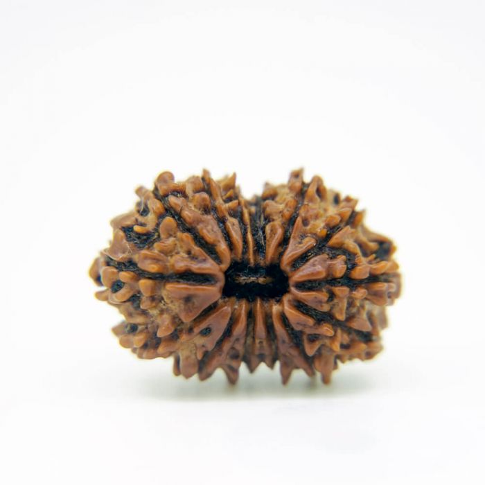 14 Mukhi Rudraksha