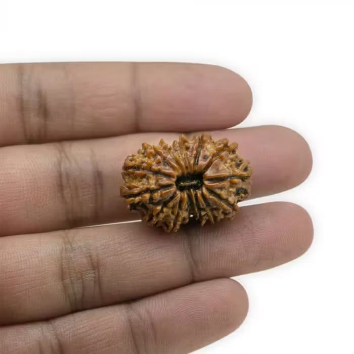 14 Mukhi Rudraksha