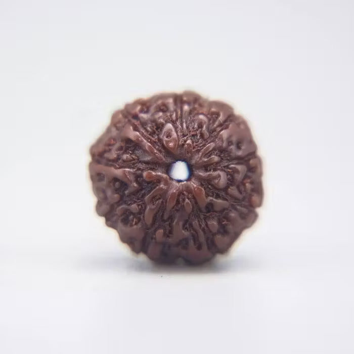 10 Mukhi Rudraksha