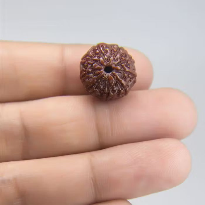 10 Mukhi Rudraksha