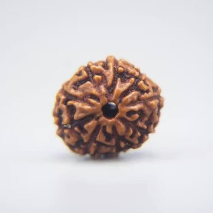 10 Mukhi Rudraksha