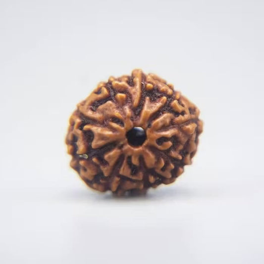 10 Mukhi Rudraksha