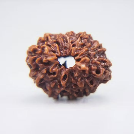 11 Mukhi Rudraksha