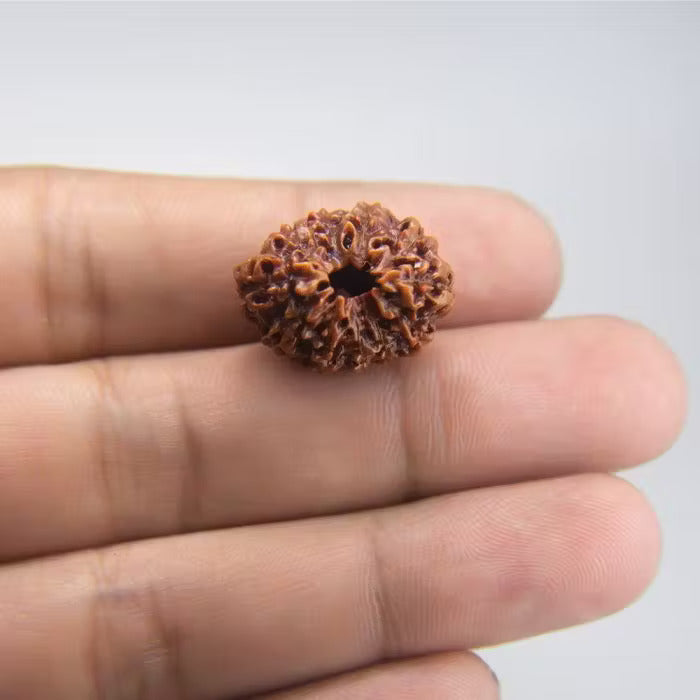 11 Mukhi Rudraksha