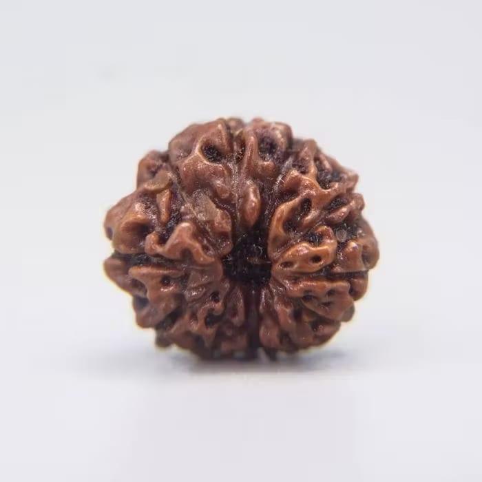 11 Mukhi Rudraksha