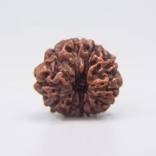 11 Mukhi Rudraksha