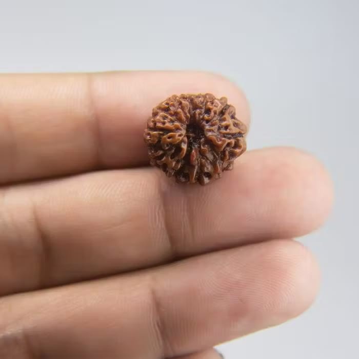 12 Mukhi Rudraksha