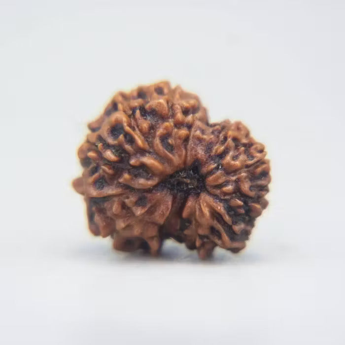 12 Mukhi Rudraksha