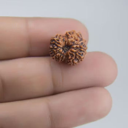 12 Mukhi Rudraksha