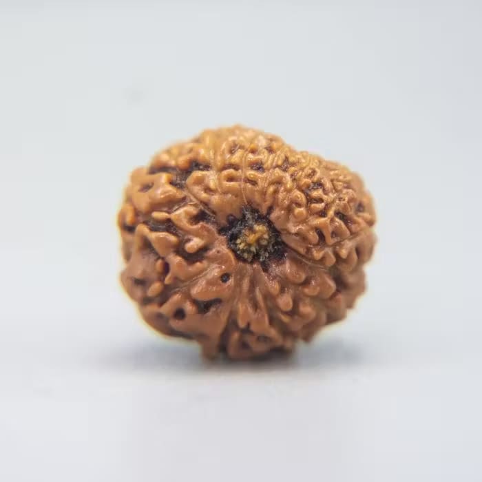 13 Mukhi Rudraksha