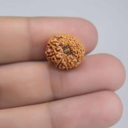 13 Mukhi Rudraksha