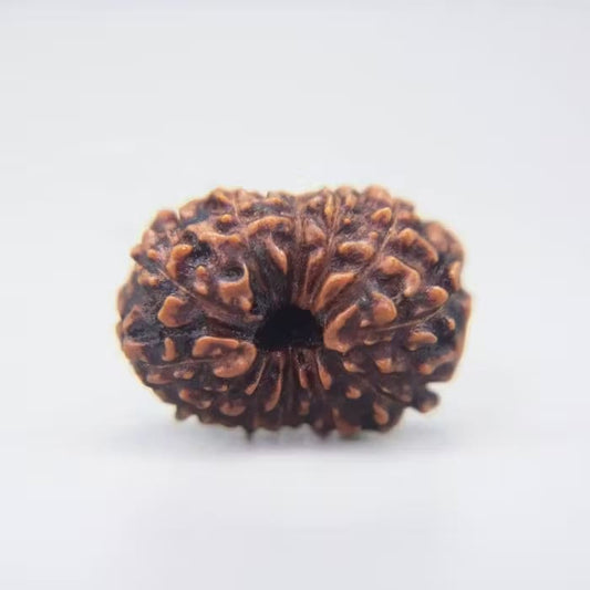 13 Mukhi Rudraksha