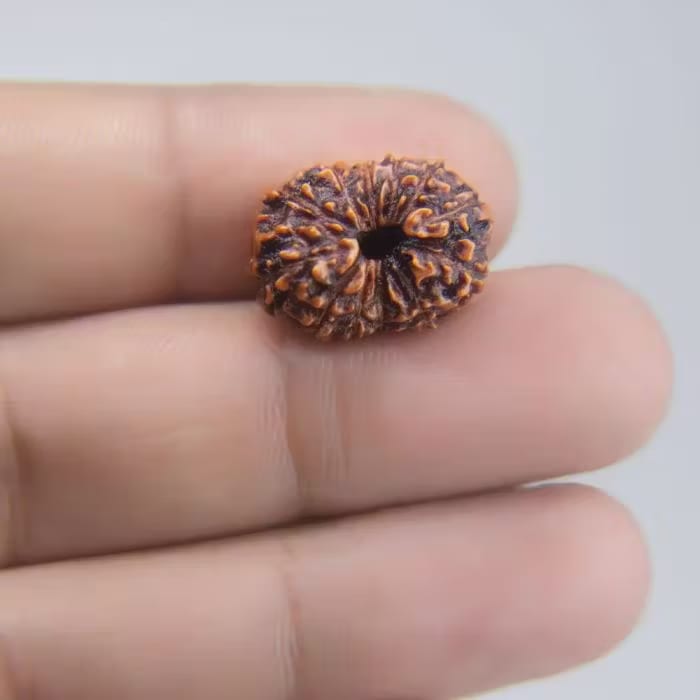 13 Mukhi Rudraksha