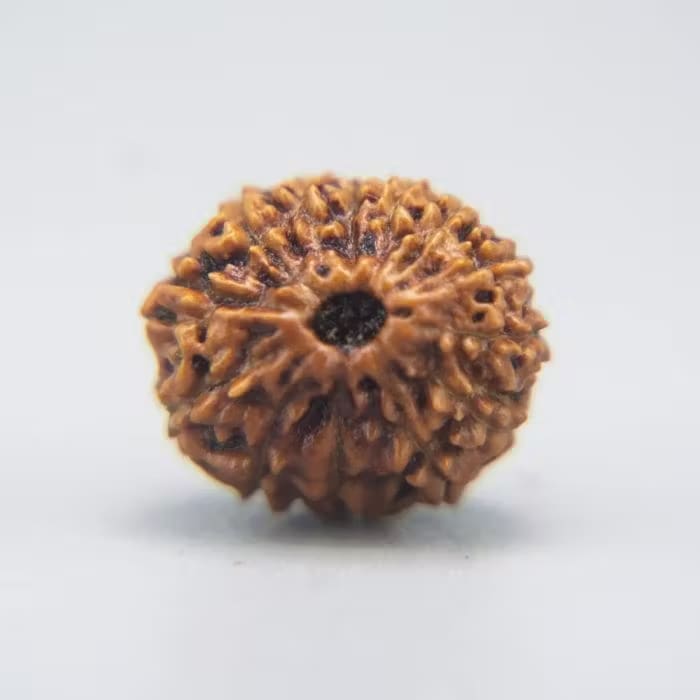 13 Mukhi Rudraksha