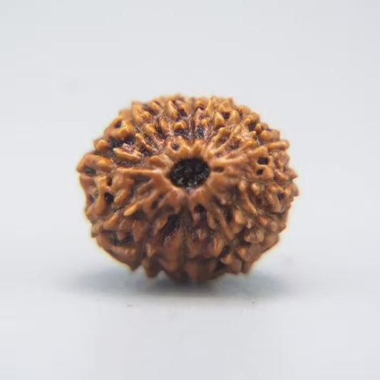 13 Mukhi Rudraksha