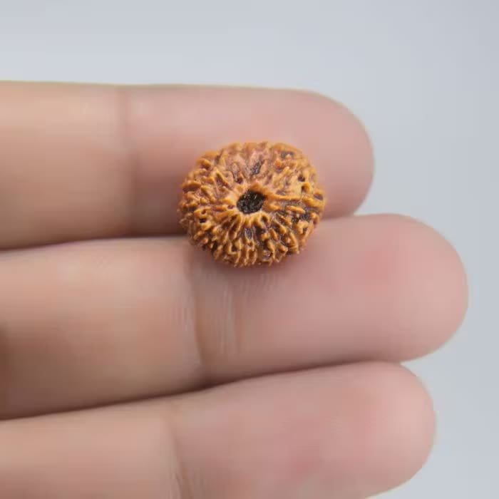 13 Mukhi Rudraksha