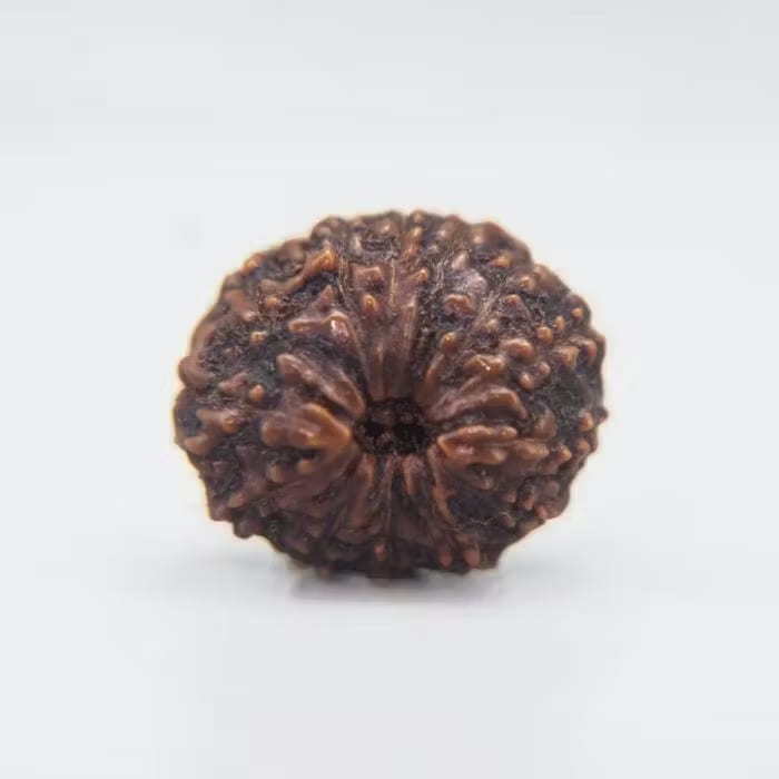 13 Mukhi Rudraksha