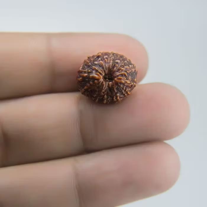 13 Mukhi Rudraksha