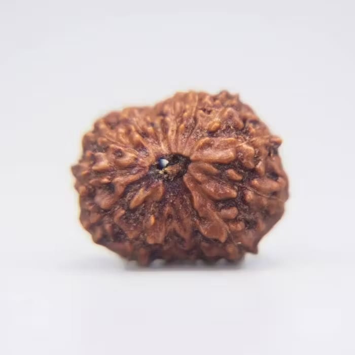 14 Mukhi Rudraksha